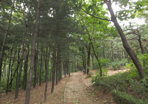 여름철 소나무 숲 피톤치드 농도, 공업지역보다 약 5.6배 높아