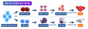 “수혈 대란” 막을 카드가 규제부터 열렸다… 세포기반 인공혈액, 제도권 진입 신호탄
